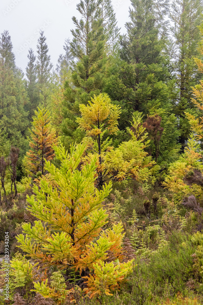 Lush green conifer trees on Terceira Island, Azores. Lush green conifer trees on Terceira Island, Azores.