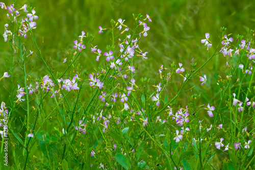 The purple and white flowers of wild radish in the meadow photo