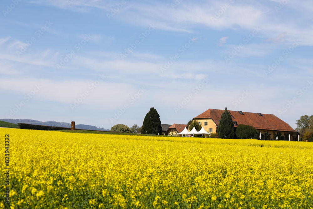 landscape with flowers