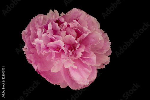 One pink peony flower from above on a black background