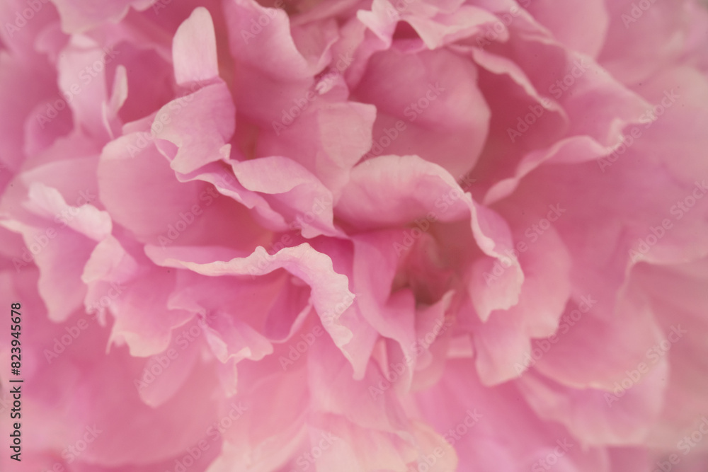 Soft focus muted close-up of peony for background, copy space
