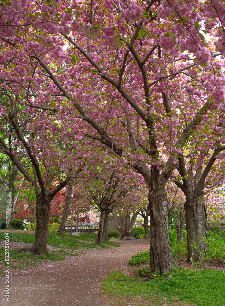 Sakura flower or cherry blossom in the park of Toronto.