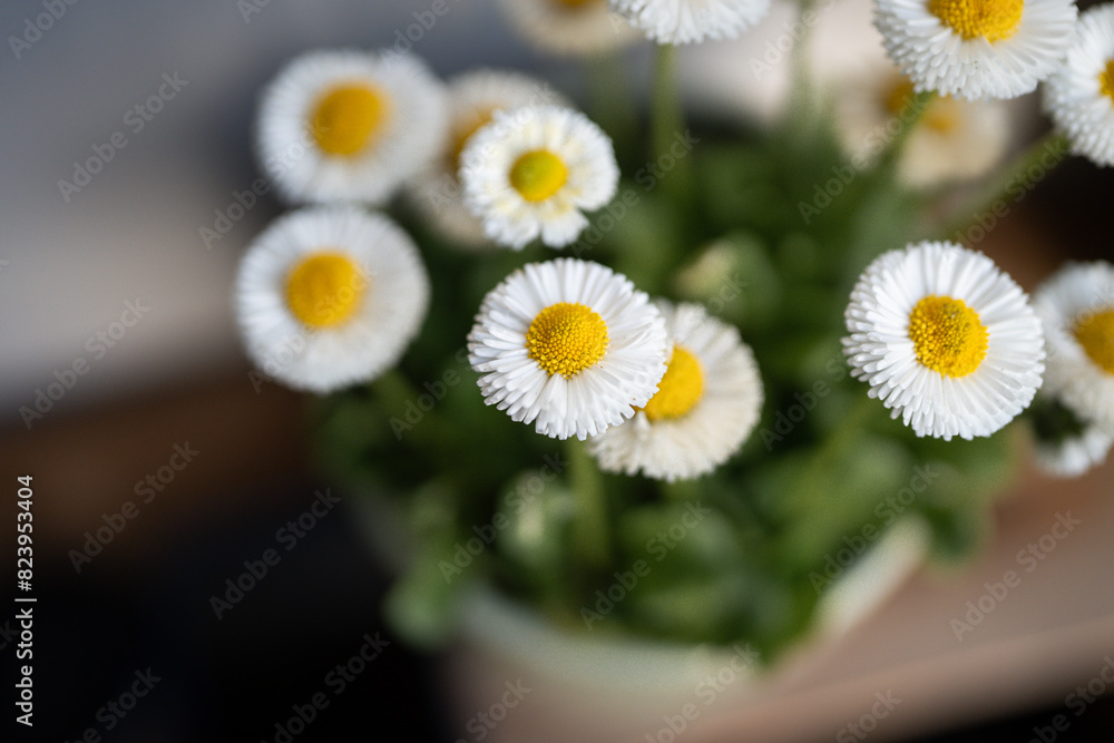 Obraz premium daisies in a vase