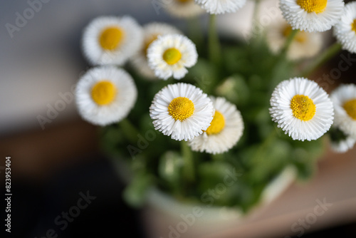 daisies in a vase