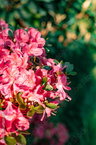 bumblebee in red rose petals