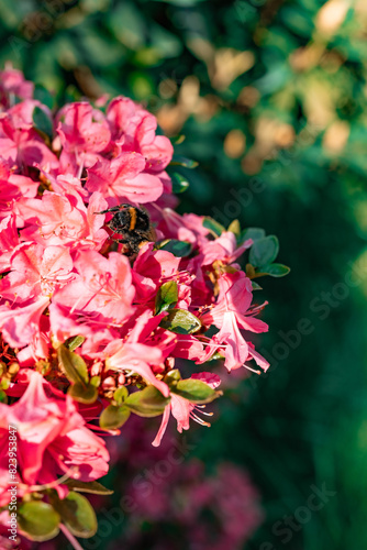 bumblebee in red rose petals