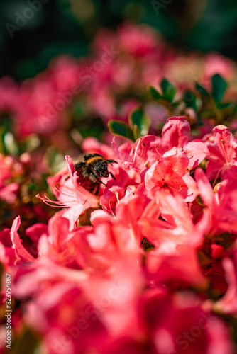bumblebee in red rose petals