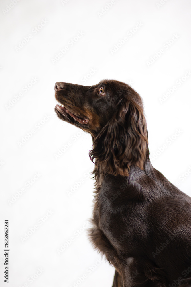 Ciemny Cocker spaniel z brązowymi oczami na białym tle