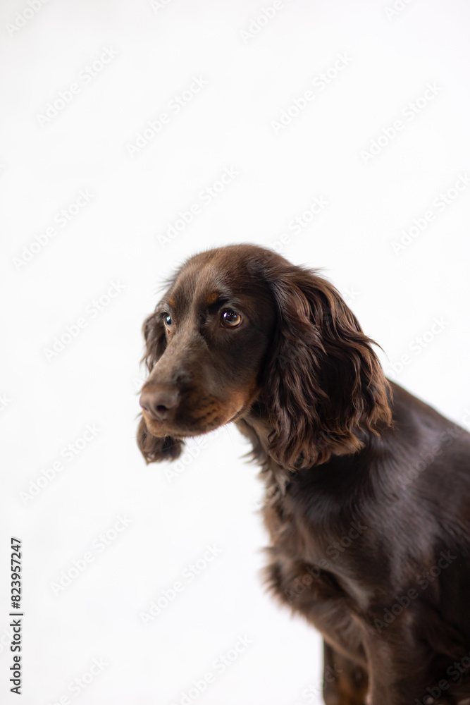 Ciemny Cocker spaniel z brązowymi oczami na białym tle