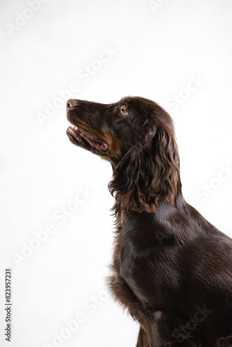 Obraz na płótnie Ciemny Cocker spaniel z brązowymi oczami na białym tle w salonie