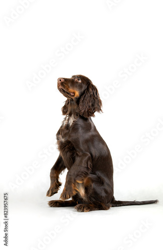 Obraz na płótnie Ciemny Cocker spaniel siedzi na dwóch łapach na białym tle w salonie