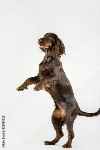 Obraz na płótnie Ciemny Cocker spaniel stoi na dwóch łapach na białym tle w salonie