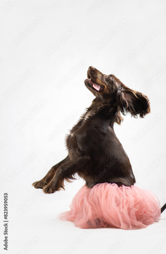 Ciemny Cocker spaniel uśmiecha się i skacze na białym tle