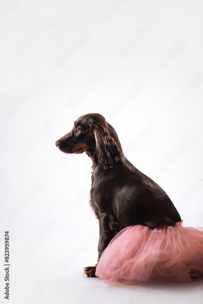 Brązowy Cocker spaniel siedzi w różowej spódnicy na białym tle