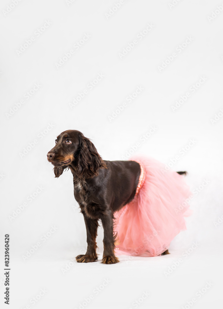 Brązowy Cocker spaniel stoi w różowej spódnicy na białym tle