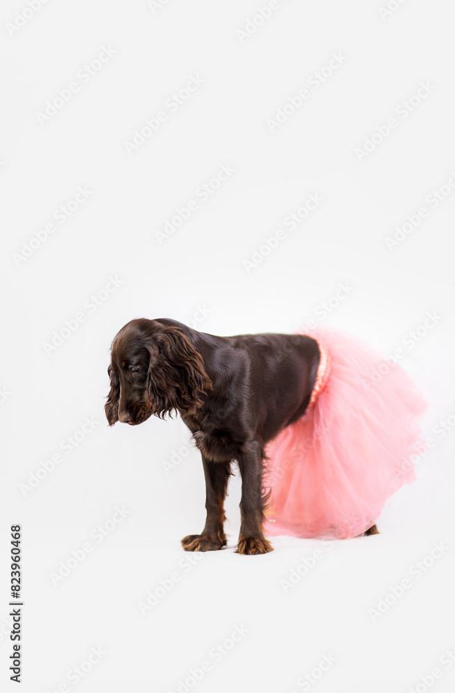 Brązowy Cocker spaniel stoi w różowej spódnicy na białym tle