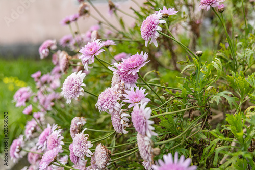 Pink wildflowers on Terceira Island  Azores.