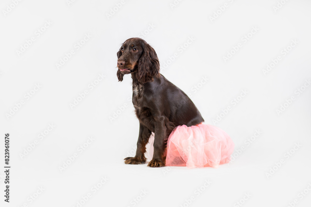 Brązowy Cocker spaniel siedzi w różowej spódnicy na białym tle