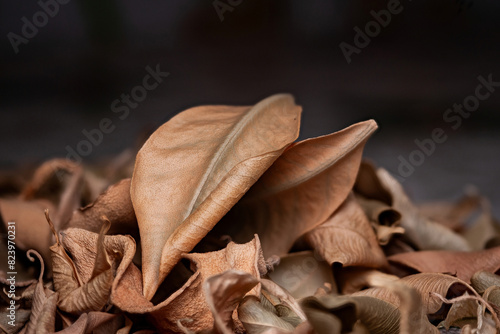 Dry leaves. Pile of dry leaves close up