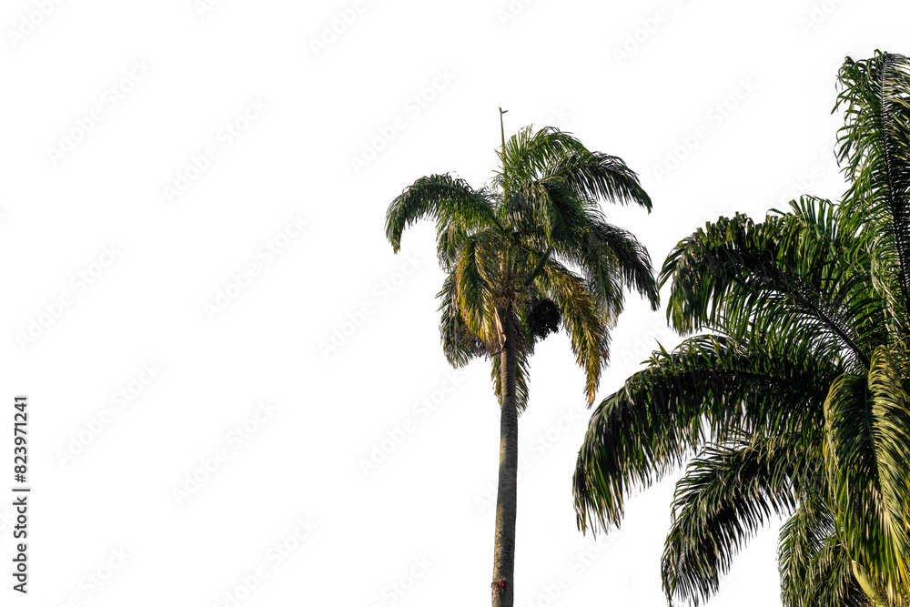 Obraz premium Green palm trees in a blue sky with space for text, large green branches on palm tree against the sky in the tropics in the morning sun, image isolated on transparent background, Rio de Janeiro, Brazi