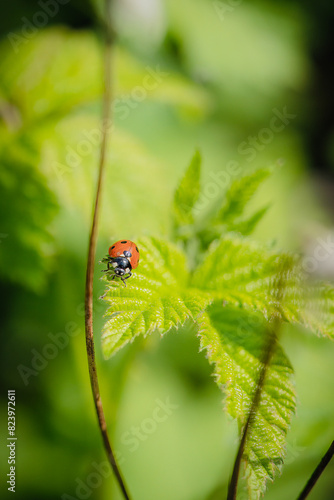 ladybug on leaf