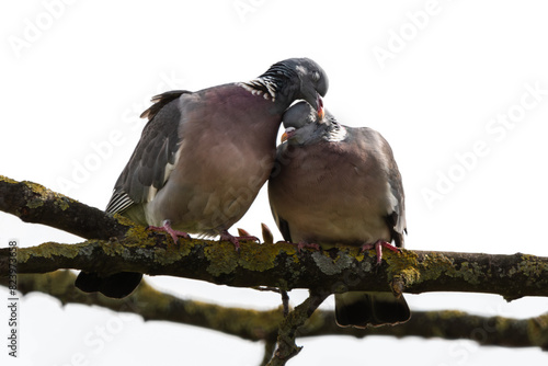 Two turtledoves sitting on a branch
