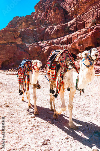 Petra, Wadi Musa, Jordan: Bedouin camel walking near the treasury Al Khazneh