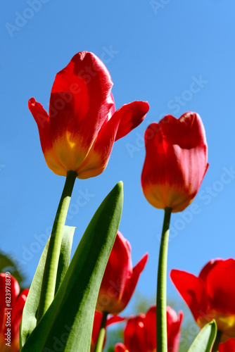 Beautiful blooming red tulips against blue sky. Amazing red tulip flowers view from below.