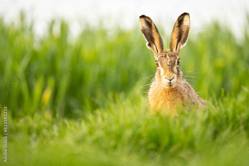 Fototapeta premium Feldhase im Gras schaut einen direkt an