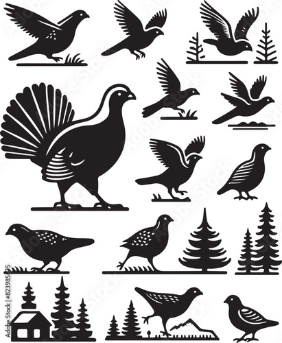 Western capercaillie  wood grouse  on white background
