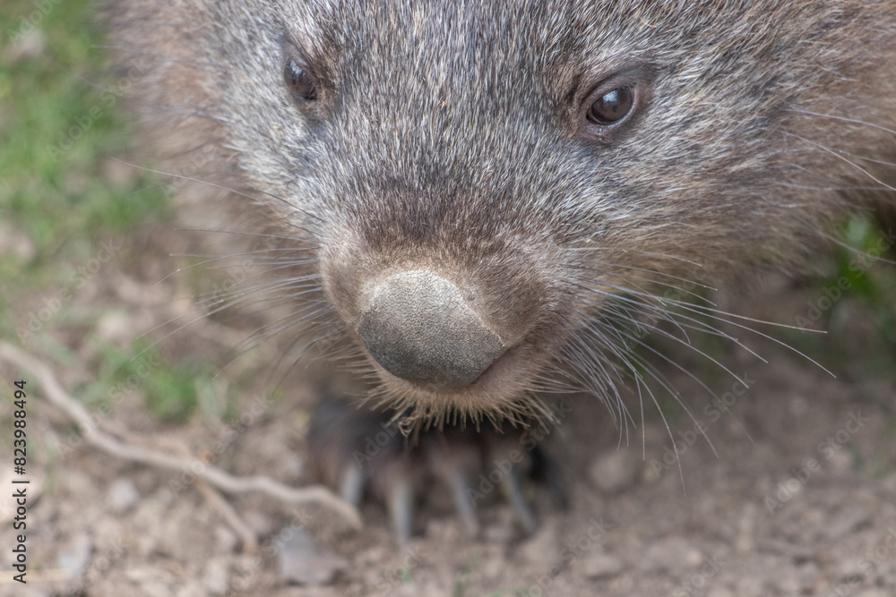Naklejka premium Wombat nose-Vombatus ursinus-sharp ,good texture