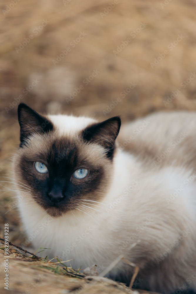 Siamese cat in a field during autumn staring into camera Siamese cat in a field during autumn staring into camera