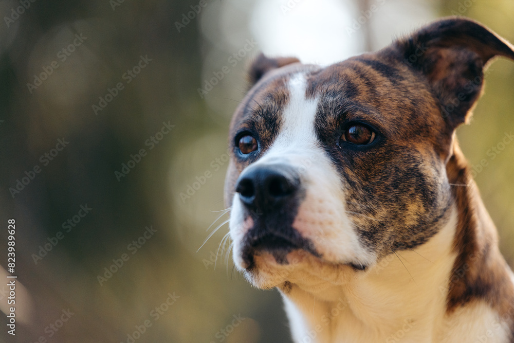 Closeup of mixed breed dog outdoors Closeup of mixed breed dog outdoors