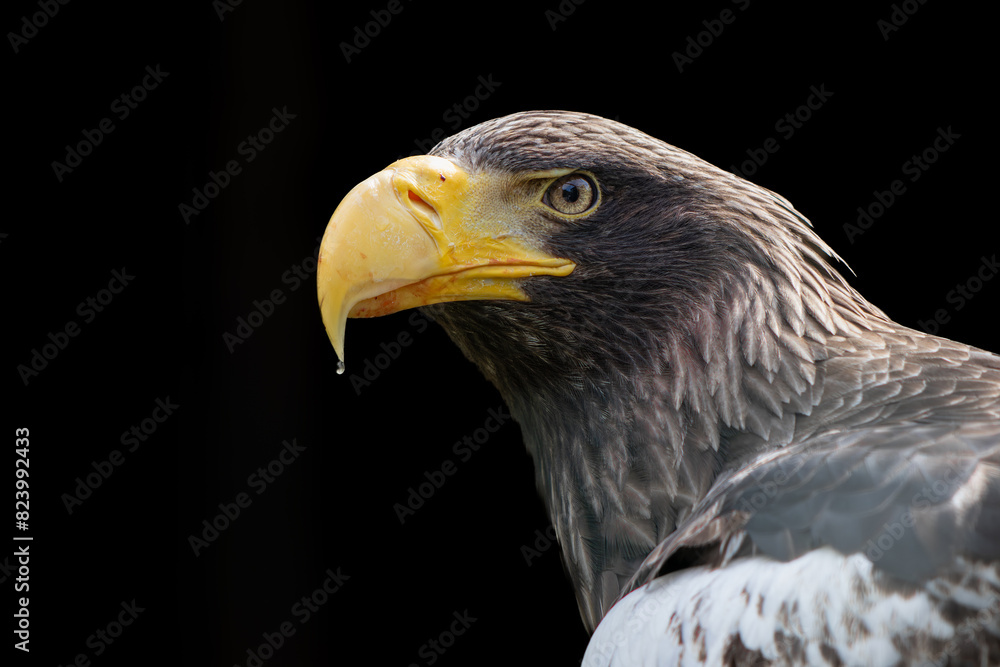 Obraz premium Sea eagle,Haliaeetus albicilla , sharp, good texture, water on beak , black background