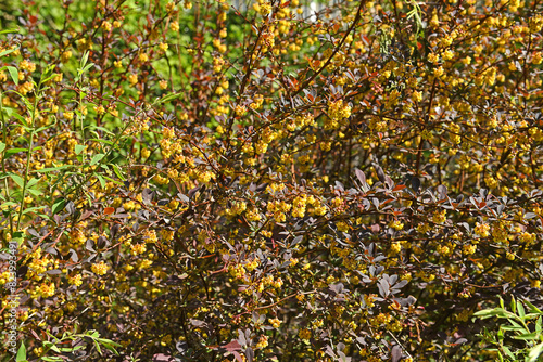 Berberis Ottawensis "Silver miles" in spring