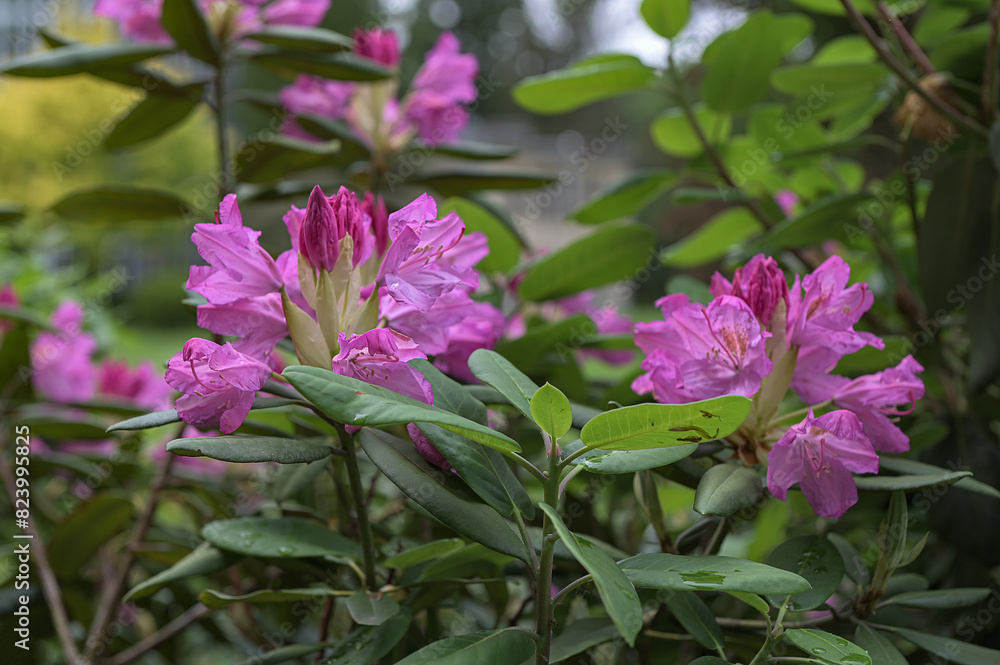 flowering rhododendron shrub in spring bloom. flowering rhododendron shrub in spring bloom.