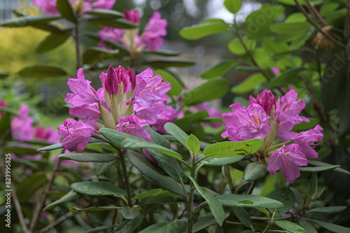 flowering rhododendron shrub in spring bloom. © wiha3
