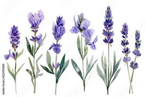 delicate watercolor lavender flowers set illustration isolated on white background floral art