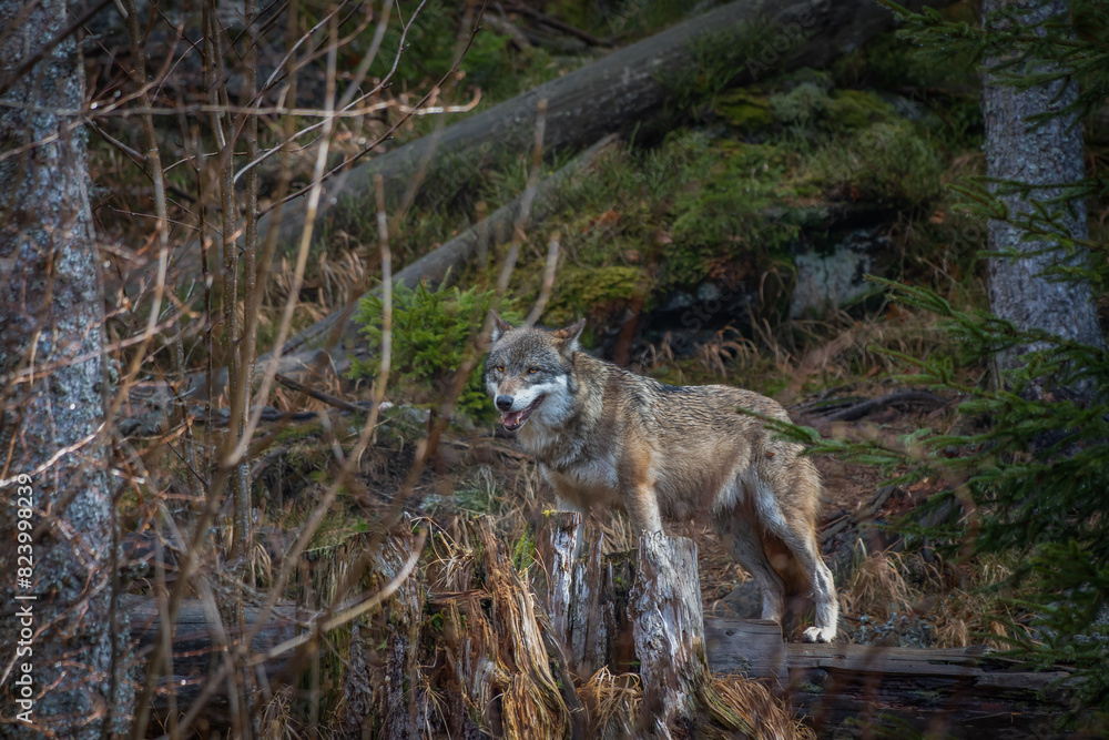 Fototapeta premium wolf in the forest