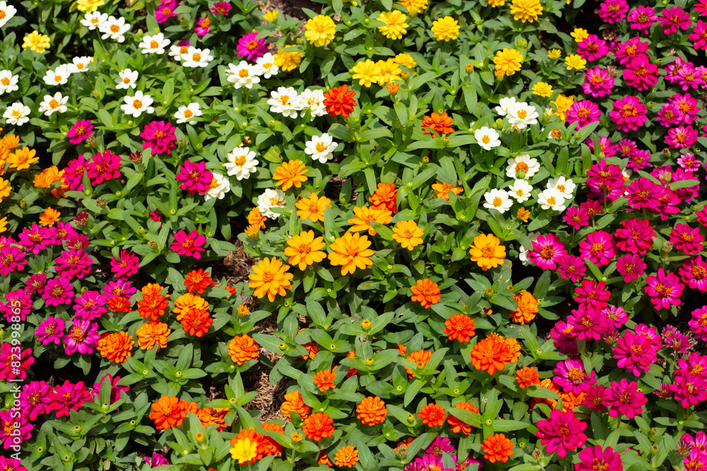 Zinnia flower in the garden