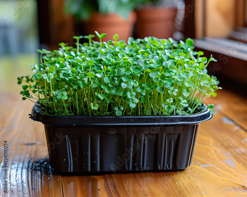 Lush Dense Microgreens Growing in a Black Tray