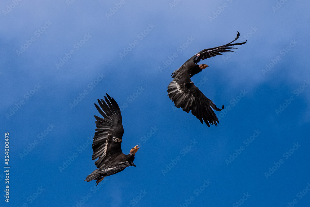 Obraz premium Condors in Flight