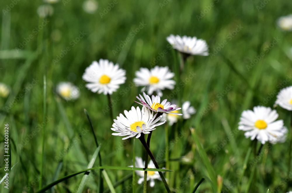 Verschlungene Gänseblümchen zwischen Gräsern Verschlungene Gänseblümchen zwischen Gräsern