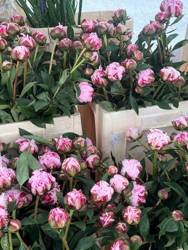 Wallpaper Mural pink flowers Torontodigital.ca