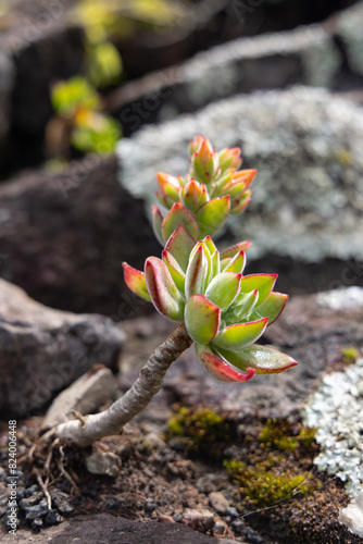 Succulent plant on Flores Island.