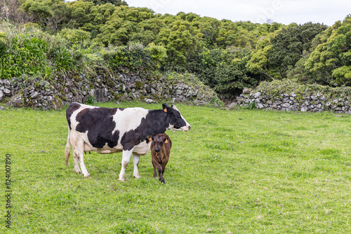 A cow and calf in a field on Flores Island. © Emily_M_Wilson