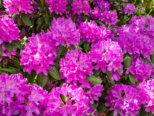 pink rhododendron flowers in the garden