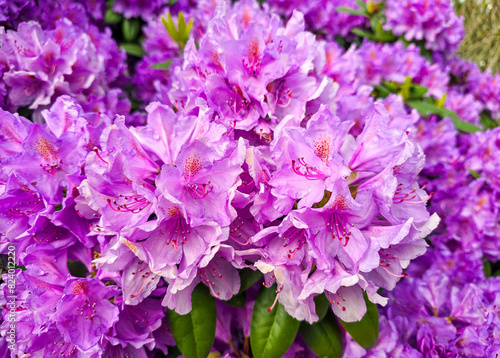 Pink or lilac rhododendron flower during blossom