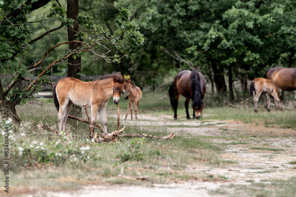 exmoor pony cute in nature arrea foal small horse exmoor pony cute in nature arrea foal small horse