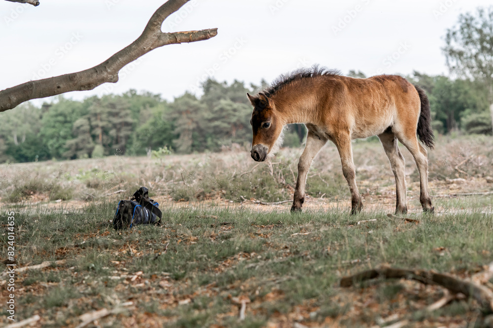 exmoor pony cute in nature arrea foal small horse exmoor pony cute in nature arrea foal small horse